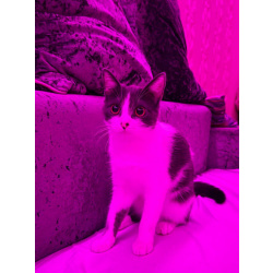 Кошечка 2 года