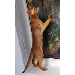 Абиссинские принцессы и маленький принц