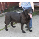 Верный Черныш всю жизнь не перестает ждать свою семью!