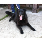 Верный Черныш всю жизнь не перестает ждать свою семью!