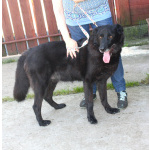 Верный Черныш всю жизнь не перестает ждать свою семью!