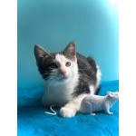 Маленький нежный котёнок