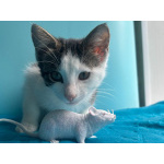 Маленький нежный котёнок