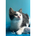 Маленький нежный котёнок