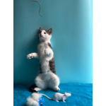 Маленький нежный котёнок