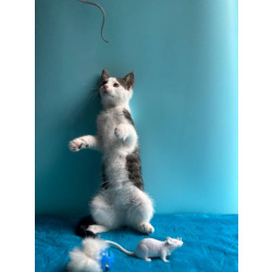 Маленький нежный котёнок