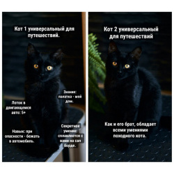 Активные бесстрашные черные котята-мальчики в добрые руки
