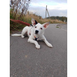 Красивая собачка ищет дом