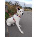 Красивая собачка ищет дом