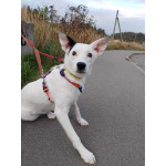 Красивая собачка ищет дом