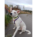 Красивая собачка ищет дом