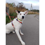 Красивая собачка ищет дом