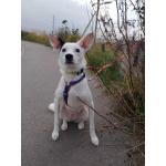 Красивая собачка ищет дом