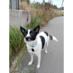 Маленькая домашняя собачка ищет дом