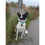 Маленькая домашняя собачка ищет дом