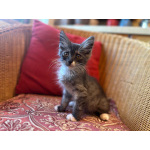 Котенок Граф - в добрые руки