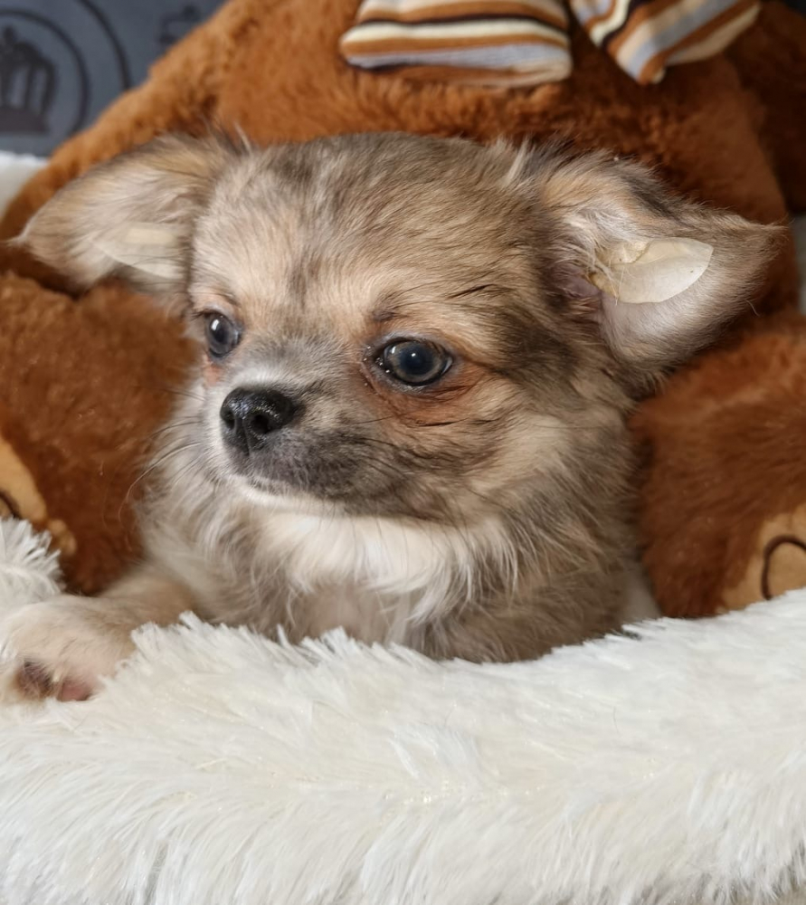 Щенки чихуахуа