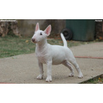 Miniature Bull Terrier