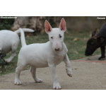 Miniature Bull Terrier