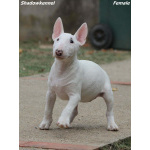 Miniature Bull Terrier
