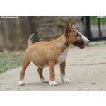 Miniature Bull Terrier