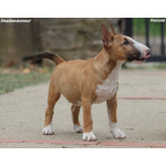 Miniature Bull Terrier