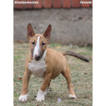 Miniature Bull Terrier