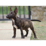 Miniature Bull Terrier