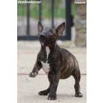 Miniature Bull Terrier