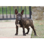 Miniature Bull Terrier