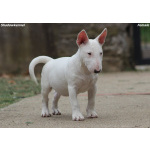 Miniature Bull Terrier