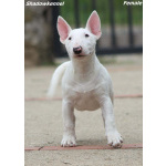 Miniature Bull Terrier