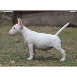 Miniature Bull Terrier