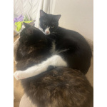 Добрый и ласковый котик Маркиз ищет дом!
