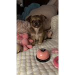 Щенки чихуахуа