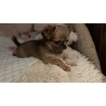 Щенки чихуахуа