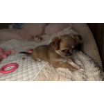 Щенки чихуахуа