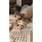 Щенки чихуахуа