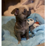 Щенки чихуахуа