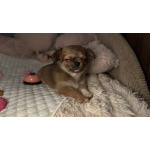 Щенки чихуахуа