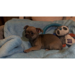 Щенки чихуахуа