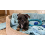 Щенки чихуахуа