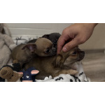 Щенки чихуахуа