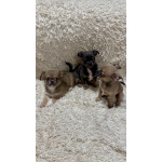 Щенки чихуахуа