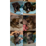 Щенки чихуахуа