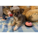 Щенки чихуахуа