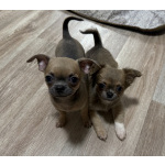 Щенки чихуахуа