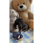 Щенки чихуахуа