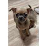 Щенки чихуахуа