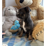 Щенки чихуахуа